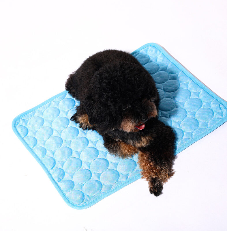 Dog Accessories